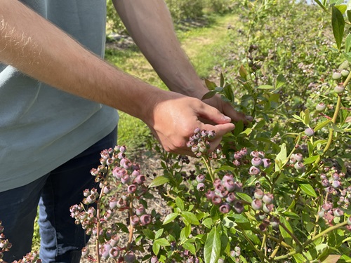 Blueberry Country, blueberry farm