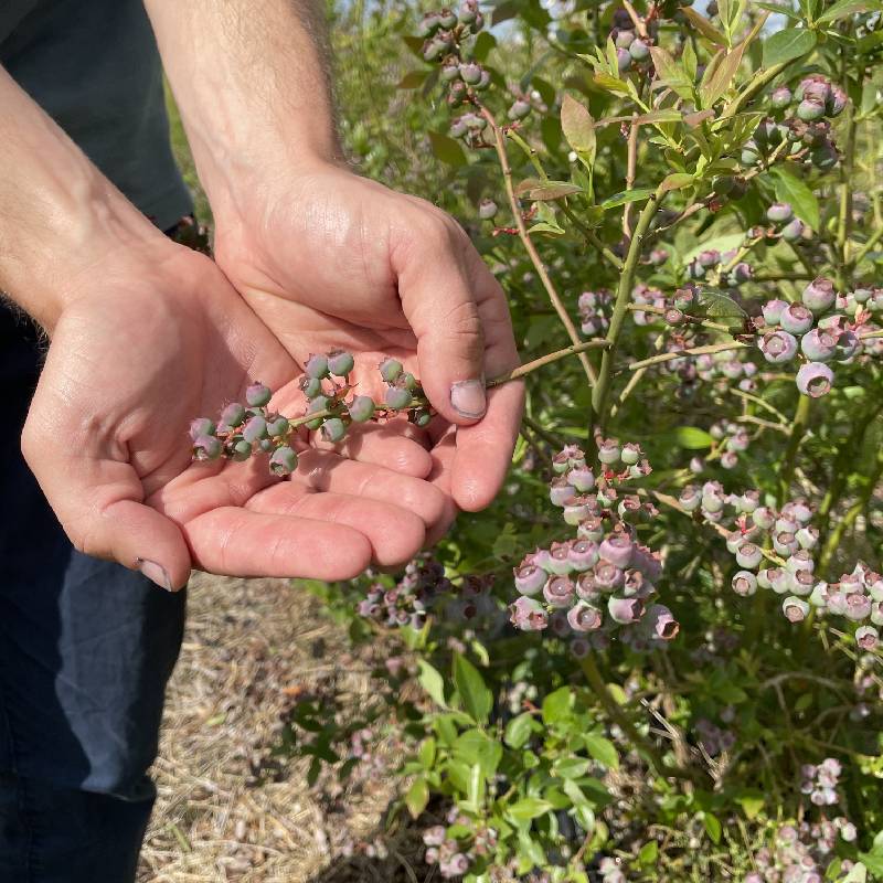 Blueberries come in a close second to strawberries as Kiwis’ favourite berry
